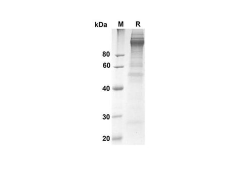 SDS-PAGE analysis of Human sCD163 proteins, 2 μg/lane of Recombinant Human sCD163 proteins was resolved with an SDS-PAGE under reducing conditions, showing bands at 110.3 kDa.