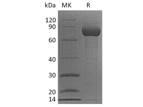 Recombinant Cynomolgus CD38/ADP-ribosyl Cyclase 1 Protein (Fc Tag) - ABMIUM