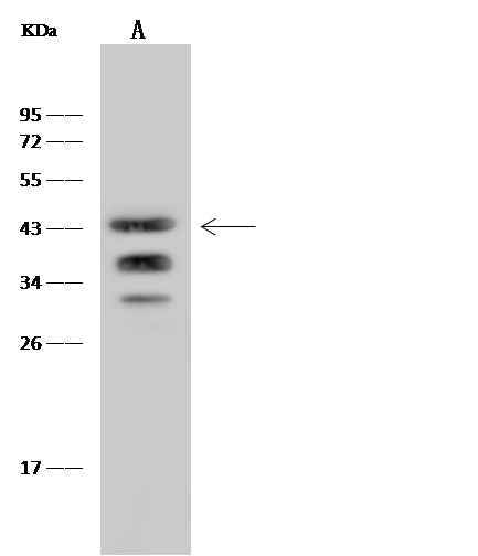 Anti-Mouse SLAMF6 Antibody [B430]
