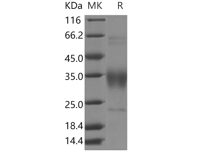 > 90 % as determined by reducing SDS-PAGE.
