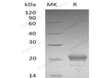 > 95 % as determined by reducing SDS-PAGE.
