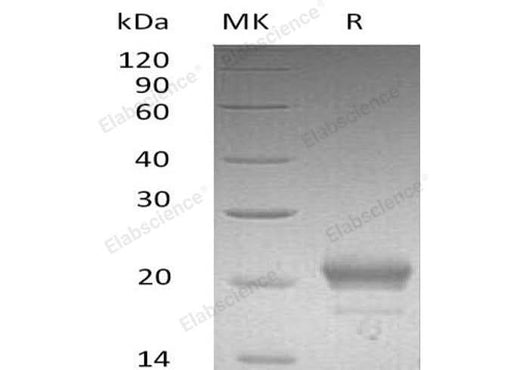 > 95 % as determined by reducing SDS-PAGE.