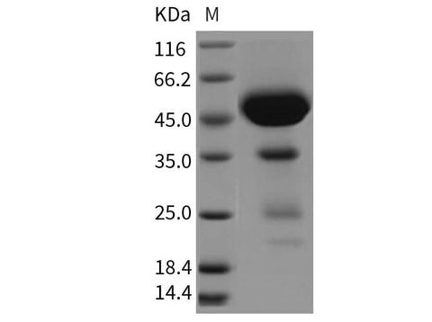 > 90 % as determined by reducing SDS-PAGE.