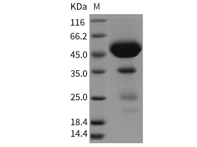 > 90 % as determined by reducing SDS-PAGE.