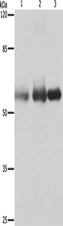 Anti-Human/Mouse PVRL1 Antibody - ABMIUM