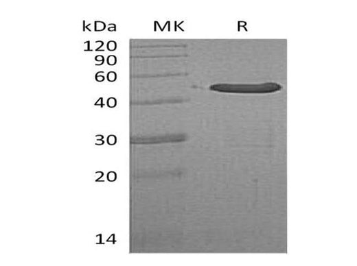 > 95 % as determined by reducing SDS-PAGE.