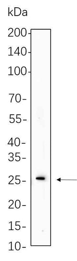 Anti-Human/Mouse/Rat Cleaved PARP1 Antibody [B1147]