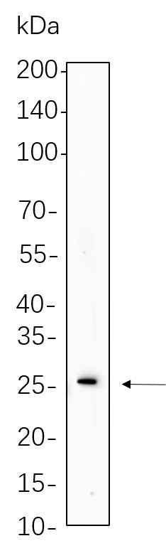 Anti-Human/Mouse/Rat Cleaved PARP1 Antibody [B1147]