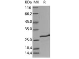 > 90 % as determined by reducing SDS-PAGE.