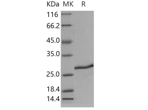 > 90 % as determined by reducing SDS-PAGE.