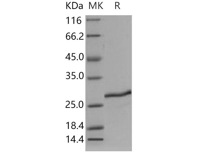 > 90 % as determined by reducing SDS-PAGE.