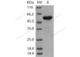 > 93 % as determined by reducing SDS-PAGE.