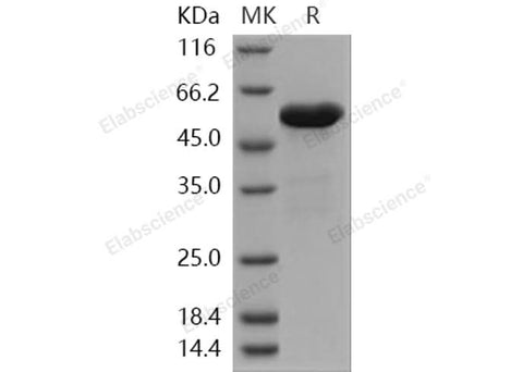 > 93 % as determined by reducing SDS-PAGE.