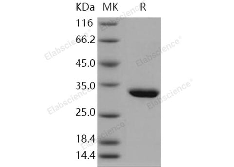 > 97 % as determined by reducing SDS-PAGE.