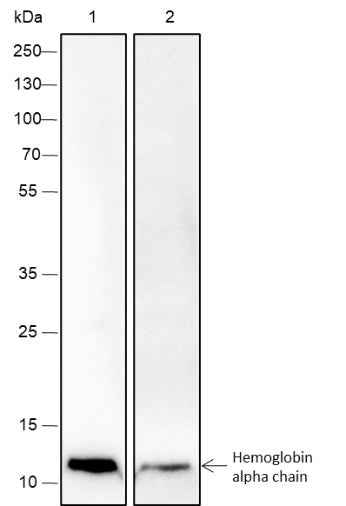 Anti-Human/Rat/Mouse Hemoglobin alpha Antibody [A245]