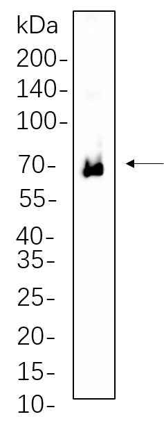 Anti-Human/Mouse ZAP-70 Antibody [B1103] - ABMIUM