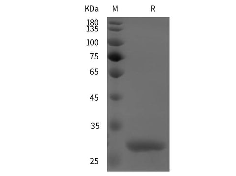 SDS-PAGE analysis of Mouse INS proteins, 2 μg/lane of Recombinant Mouse INS proteins was resolved with SDS-PAGE under reducing conditions, showing bands at 30 kDa.