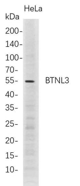 Anti-Human BTNL3 Antibody [B702]