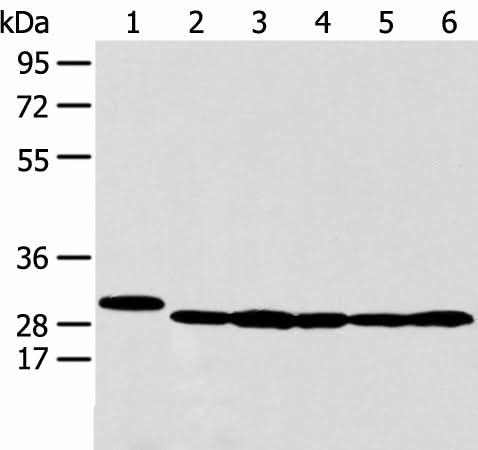 Western blot analysis of 293T HepG2 K562 and MCF-7 cell using PRDX4 Polyclonal Antibody at dilution of 1:350
