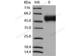 > 97 % as determined by reducing SDS-PAGE.