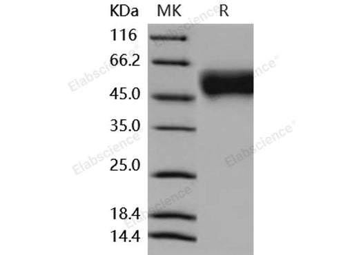 > 97 % as determined by reducing SDS-PAGE.
