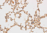 Immunohistochemistry of paraffin-embedded Rat lung using SF3A3 Polyclonal Antibody at dilution of 1:50