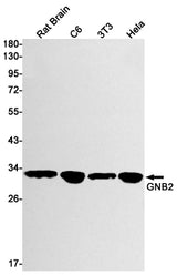 Western blot detection of GNB2 in Rat Brain,C6,3T3,Hela cell lysates using GNB2 Rabbit mAb(1:1000 diluted).Predicted band size:37kDa.Observed band size:32kDa.