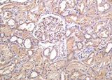 Anti-Human/Mouse/Rat MYH9 Antibody [B1053]