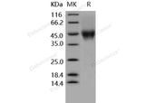 > 90 % as determined by reducing SDS-PAGE.