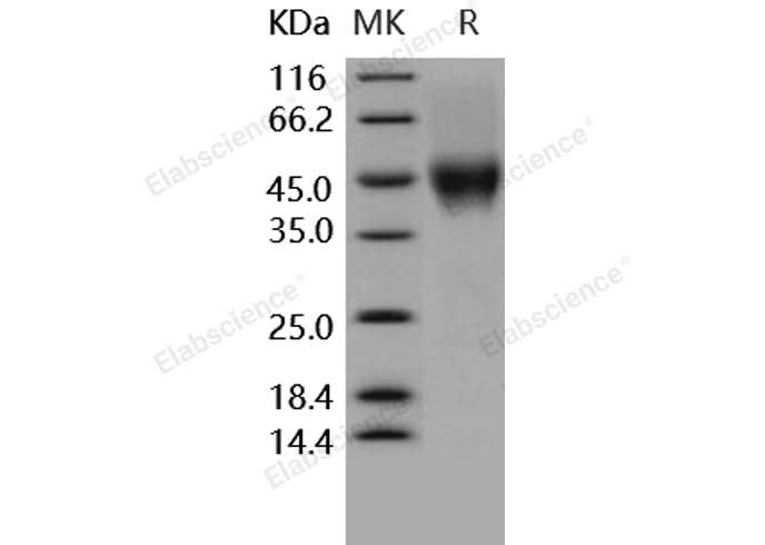 > 90 % as determined by reducing SDS-PAGE.