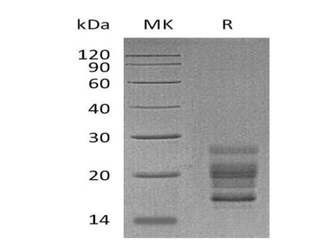 > 95 % as determined by reducing SDS-PAGE.