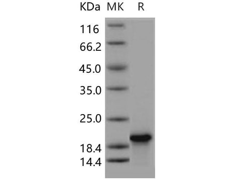 > 90 % as determined by reducing SDS-PAGE.