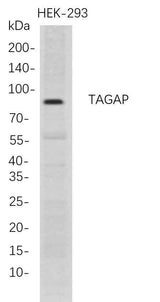 Anti-Human TAGAP Antibody [B724]