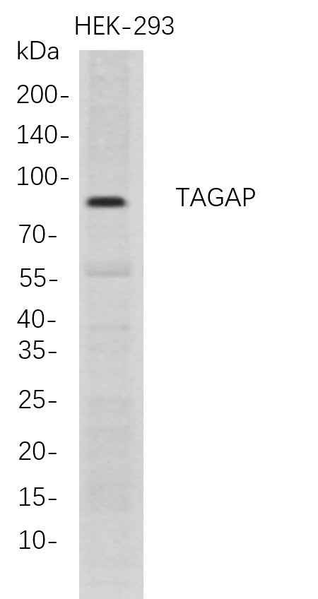 Anti-Human TAGAP Antibody [B724] - ABMIUM