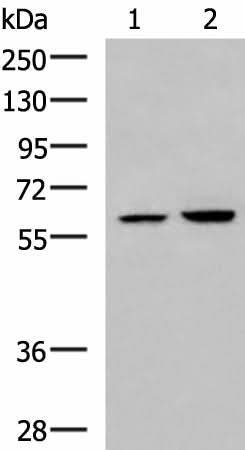 Western blot analysis of 231 and HepG2 cell lysates using FKBP4 Polyclonal Antibody at dilution of 1:900