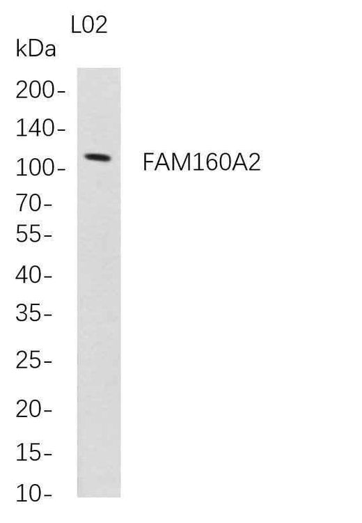 Anti-Human FAM160A2 Antibody [B685] - ABMIUM