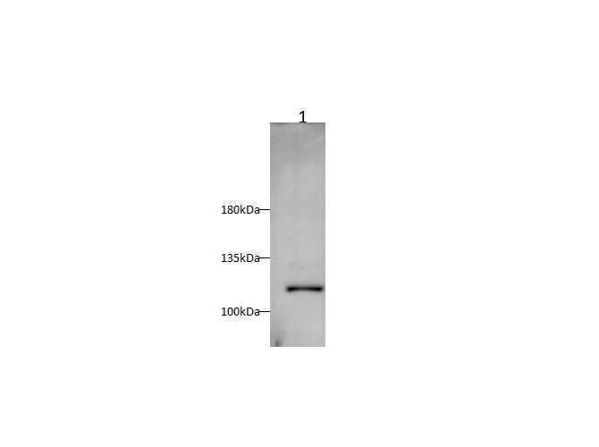 Anti-Human/Rat PIK3CA Antibody - ABMIUM