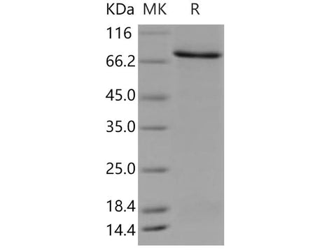 > 85 % as determined by reducing SDS-PAGE.