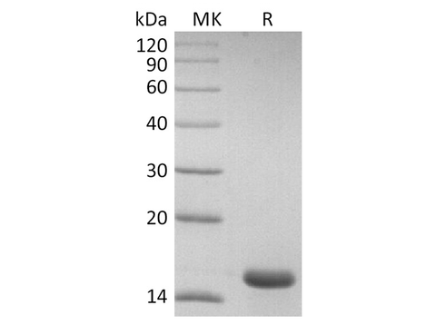 Recombinant SARS-CoV-2 NP CTD domain Protein - ABMIUM