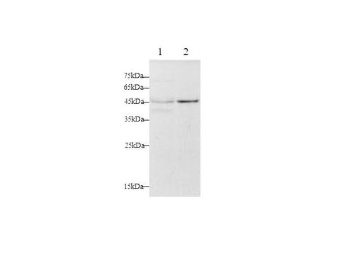 Anti-Human FAS/CD95 Antibody - ABMIUM