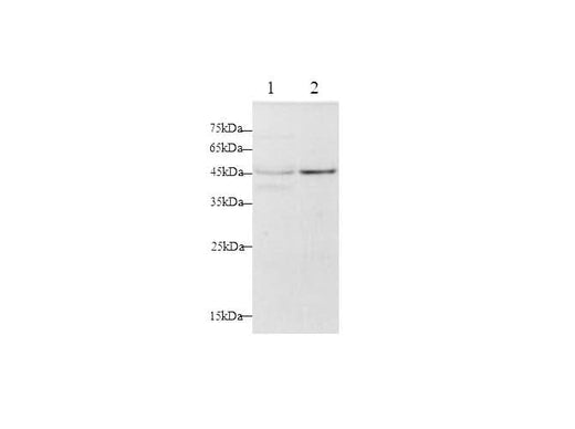 Anti-Human FAS/CD95 Antibody - ABMIUM