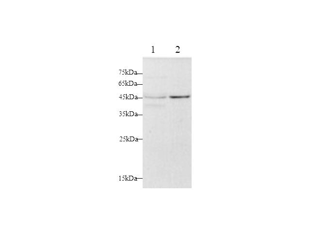 Anti-Human FAS/CD95 Antibody - ABMIUM