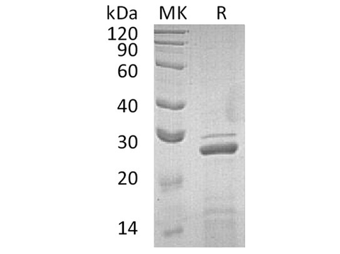 Recombinant Human Apolipoprotein A-I/ApoAI Protein - ABMIUM