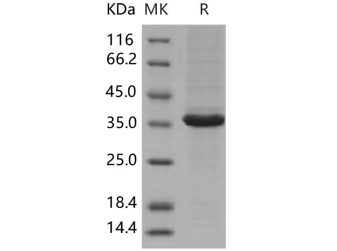 > 92 % as determined by reducing SDS-PAGE.