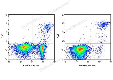 Annexin V-EGFP/DAPI Apoptosis Kit - ABMIUM