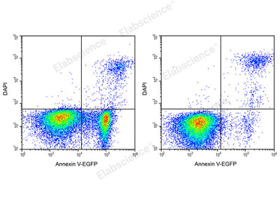Annexin V-EGFP/DAPI Apoptosis Kit - ABMIUM