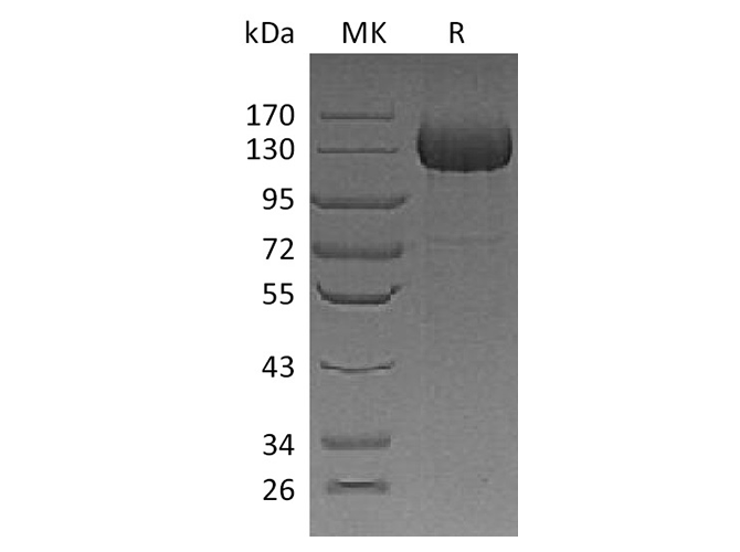 > 85 % as determined by reducing SDS-PAGE.