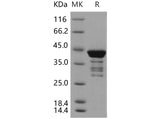 > 80 % as determined by reducing SDS-PAGE.