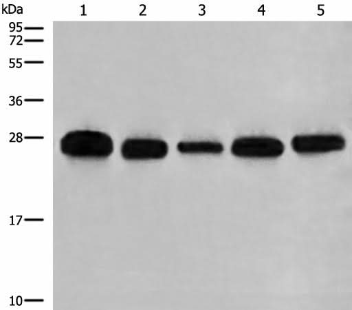 Western blot analysis of 293T A549 Hela K562 and HEPG2 cell lysates using GATD3B Polyclonal Antibody at dilution of 1:400
