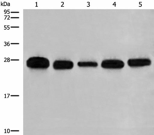 Western blot analysis of 293T A549 Hela K562 and HEPG2 cell lysates using GATD3B Polyclonal Antibody at dilution of 1:400